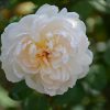 Peace Rose #3 - Image 2
